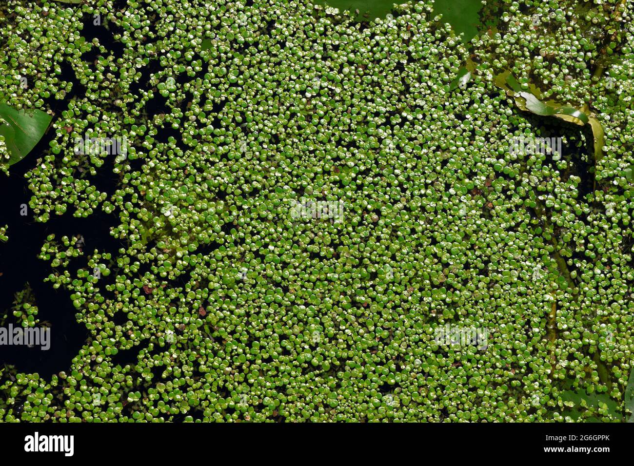 Small duckweed leaves shine in the sunlight on the water surface closeup Stock Photo