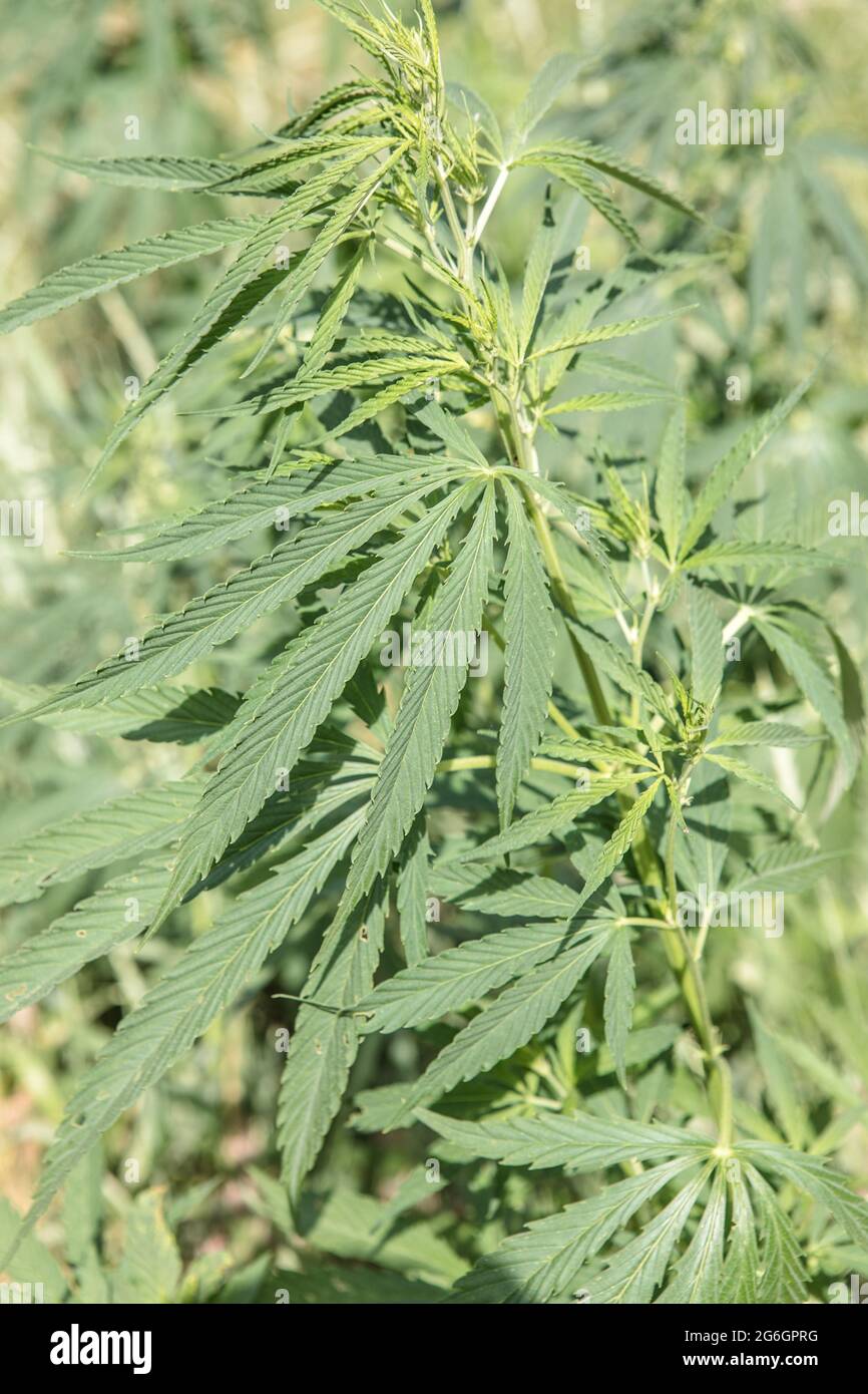 Bigfoot passing through Organic Hemp field 'Lifter' strain 'Cannabis  sativa', pm light Stock Photo - Alamy