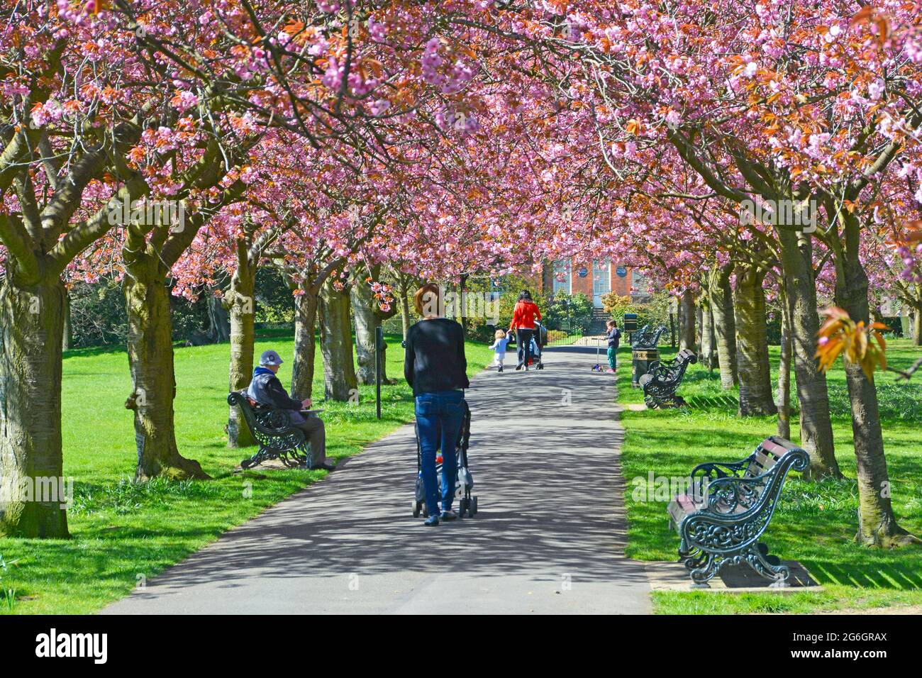 Two mums children & stroller pram walk along park path below canopy of spring cherry blossom on old trees in public Greenwich Park London England UK Stock Photo