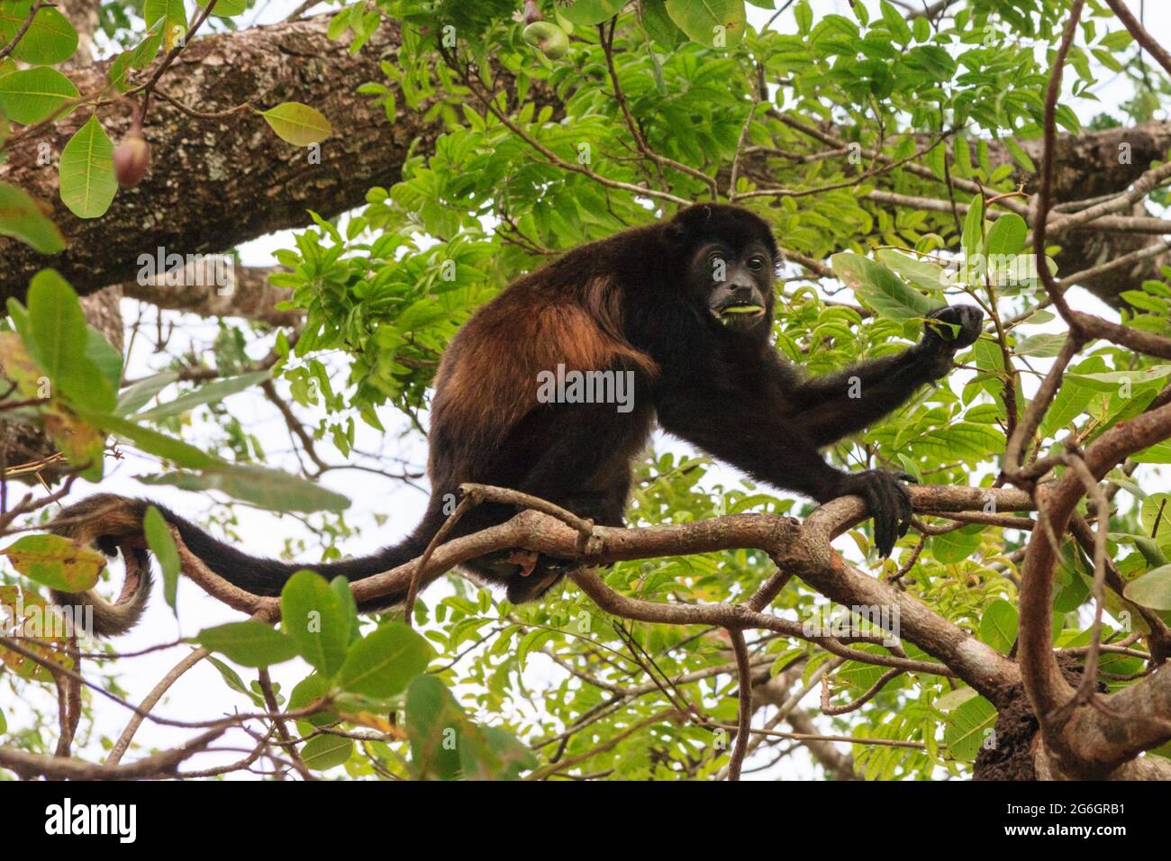 Mantled Howler Monkey (Alouatta palliata) in rain forest, Costa Rica, Central America Stock Photo