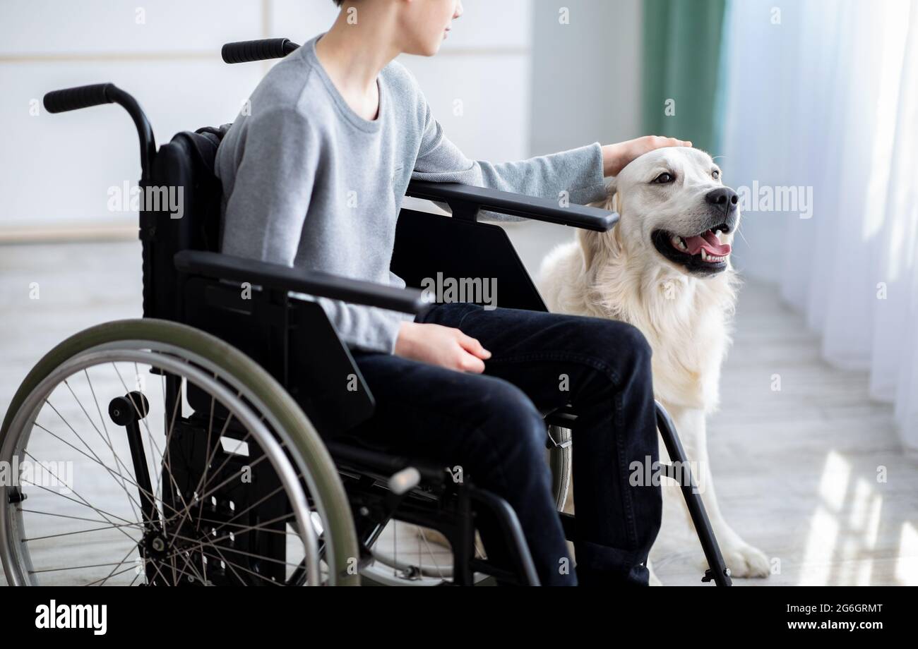 Cropped view of impaired teenager petting his dog, sitting in wheelchair at home, closeup Stock Photo