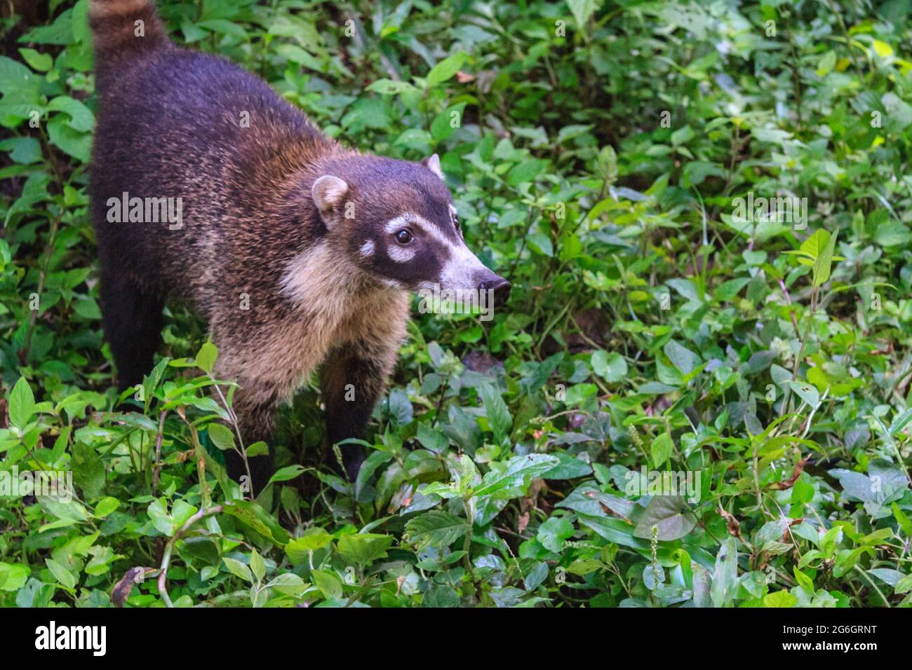 White-nosed coati (Nasua narica) roaming in a conservation area near ...