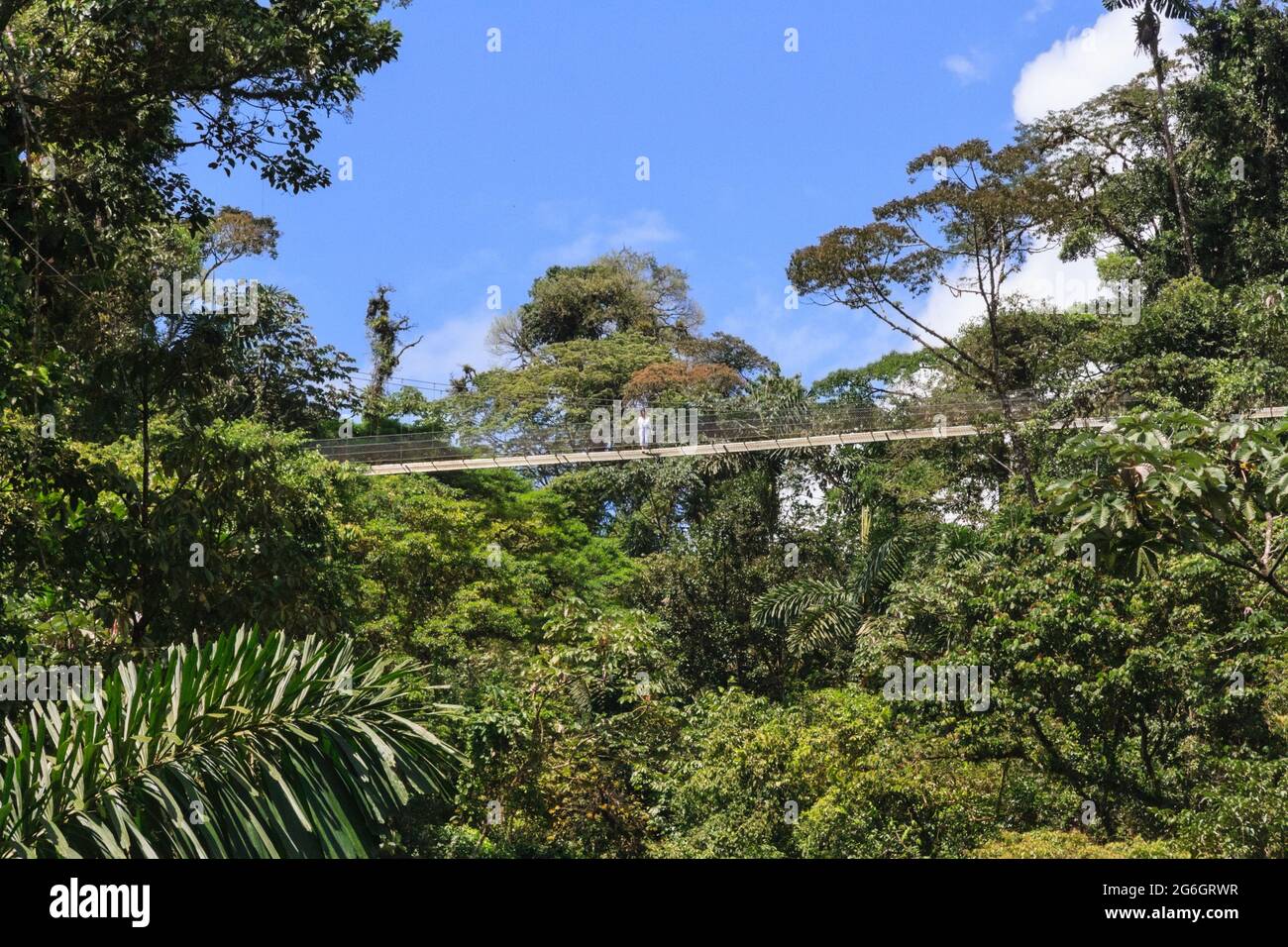 Tourist on hanging bridge, from below, Monteverde Cloud Forest Biological Reserve, Costa Rica Stock Photo