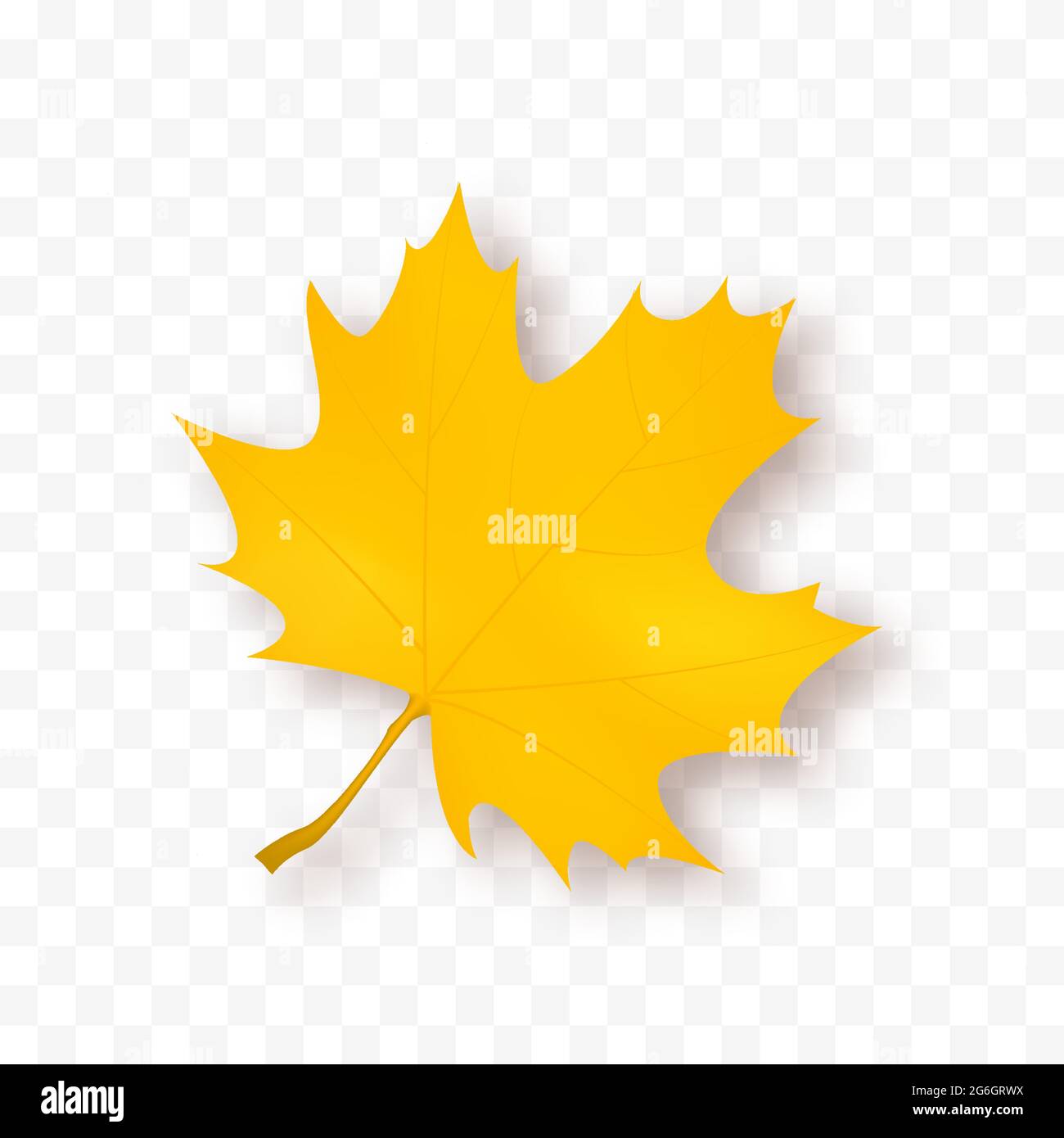 Autumn Maple Leaf Isolated on white background. Vector Yellow leaf ...