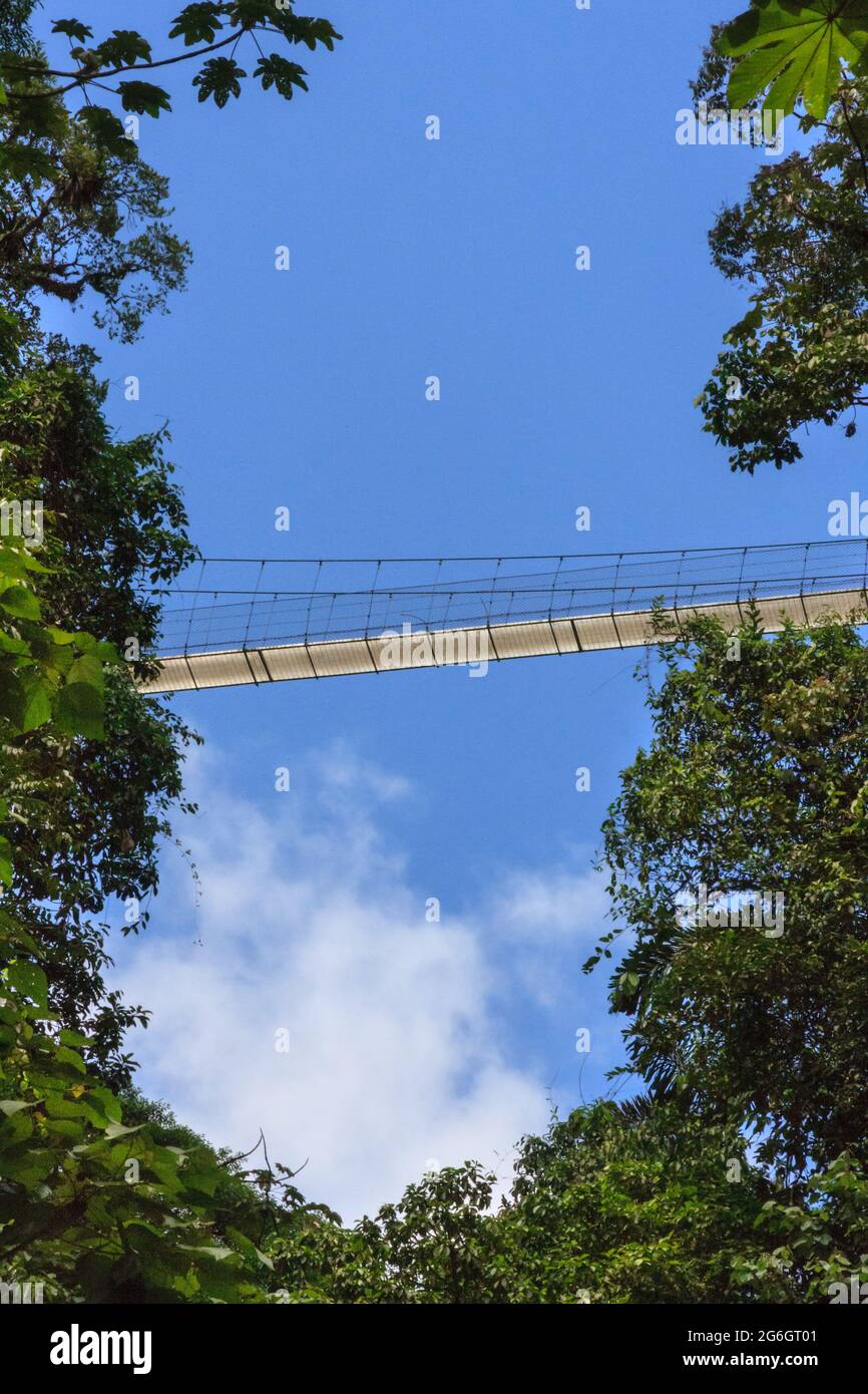 Hanging or suspension bridge, from below, Monteverde Cloud Forest Biological Reserve, Costa Rica Stock Photo