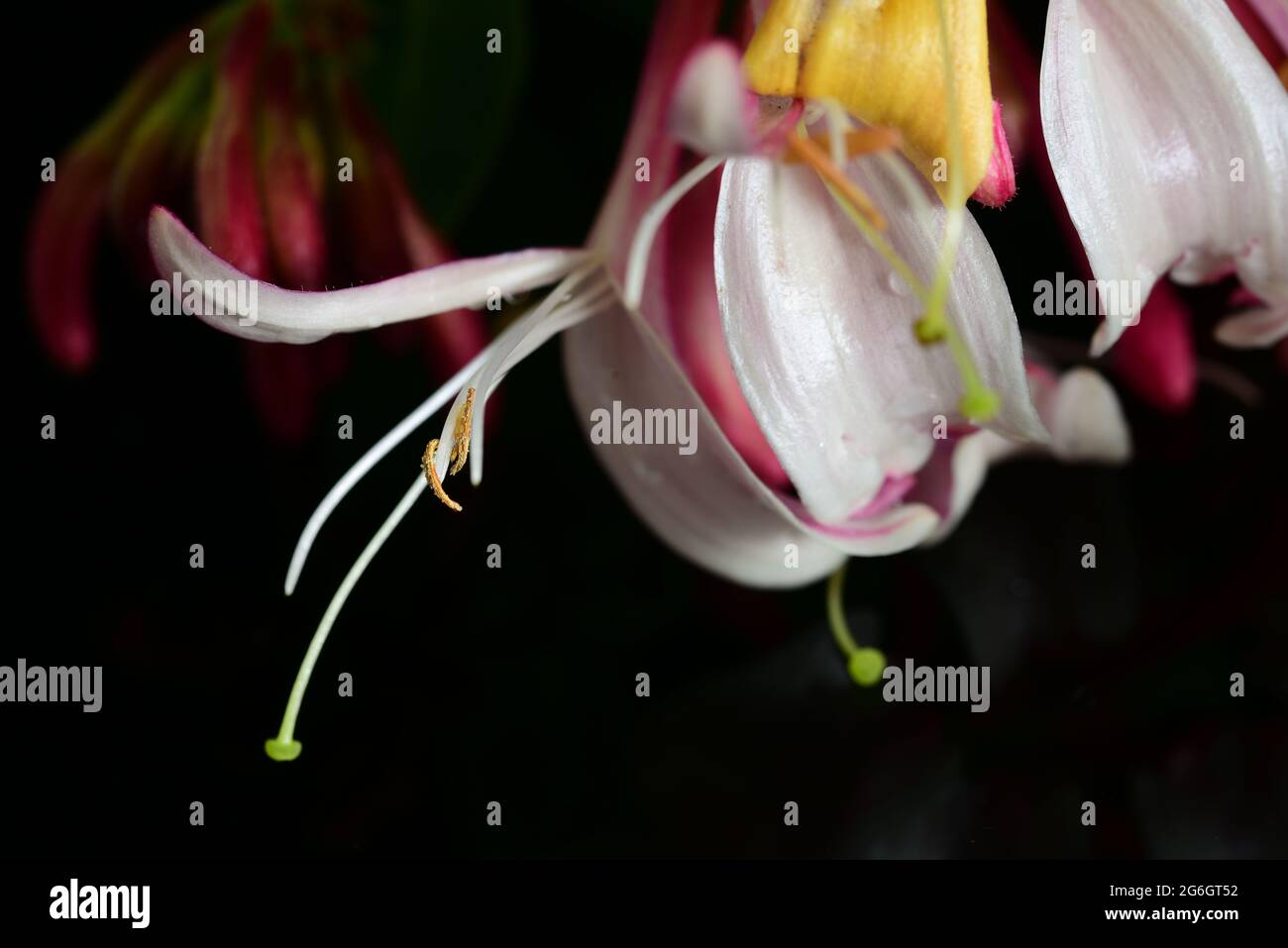 Honeysuckle flower Stock Photo
