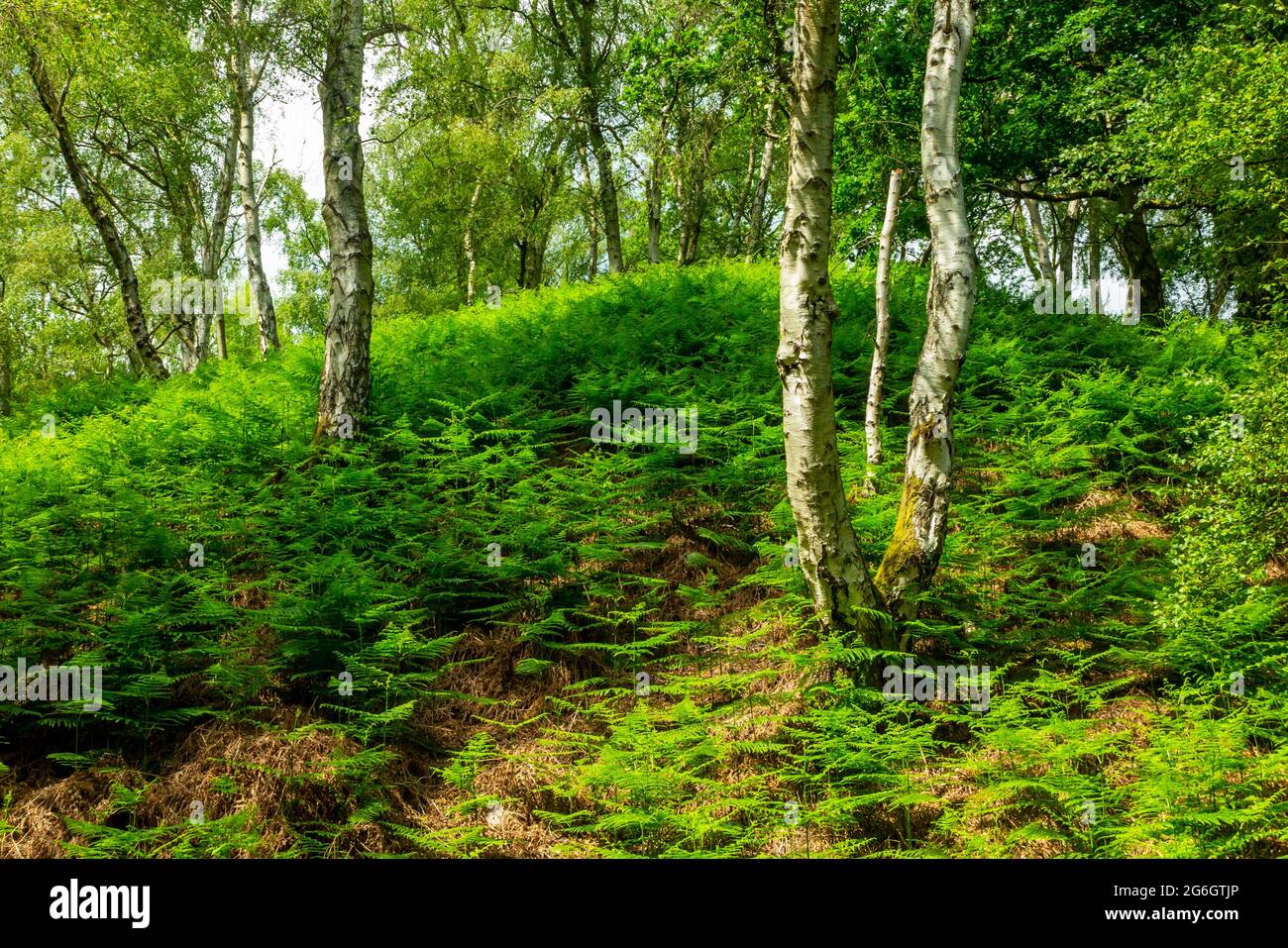 Trees in woodland in early summer on Cannock Chase in Staffordshire