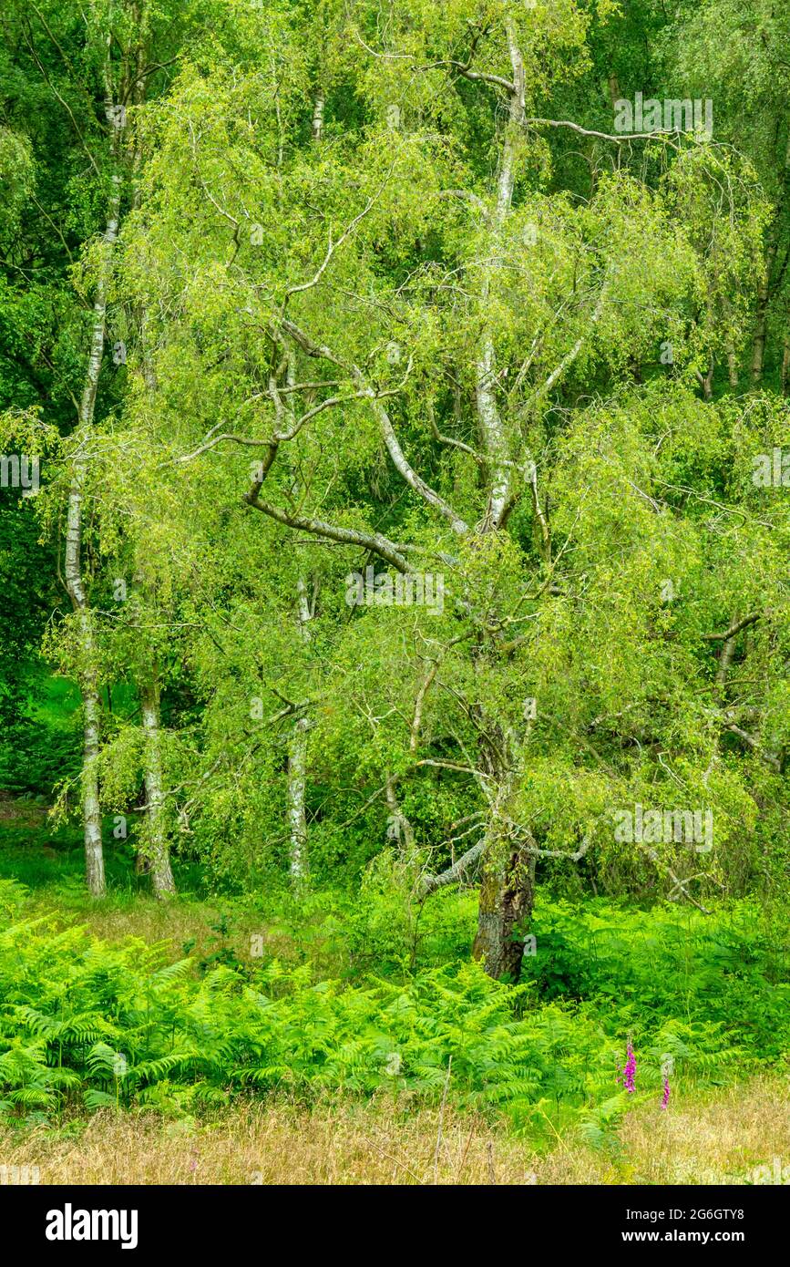 Trees in woodland in early summer on Cannock Chase in Staffordshire West Midlands England UK Stock Photo