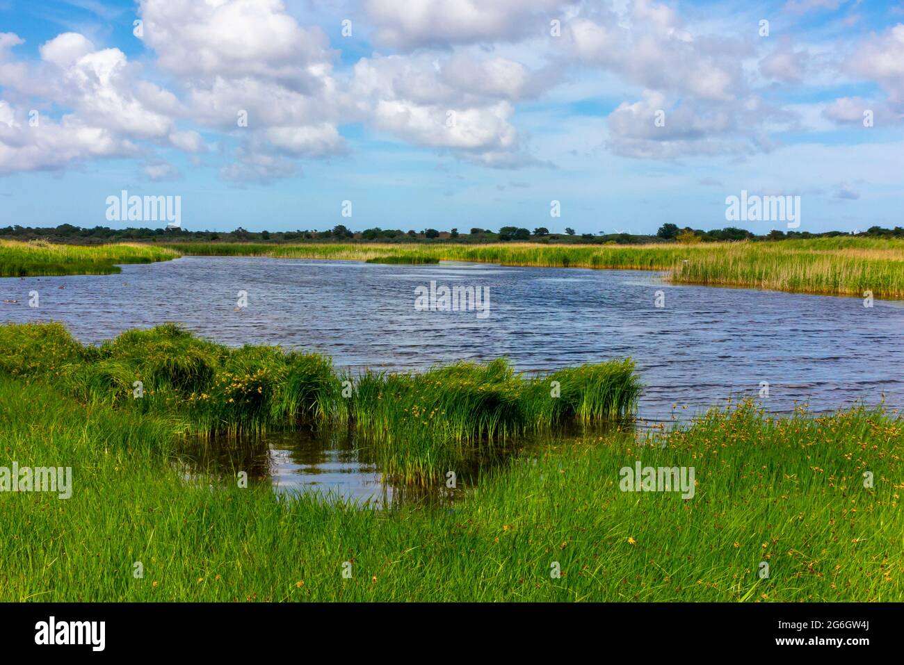 Summer landscape at the Mere at Gibraltar Point National Nature Reserve near Skegness Lincolnshire on the east coast of England UK Stock Photo