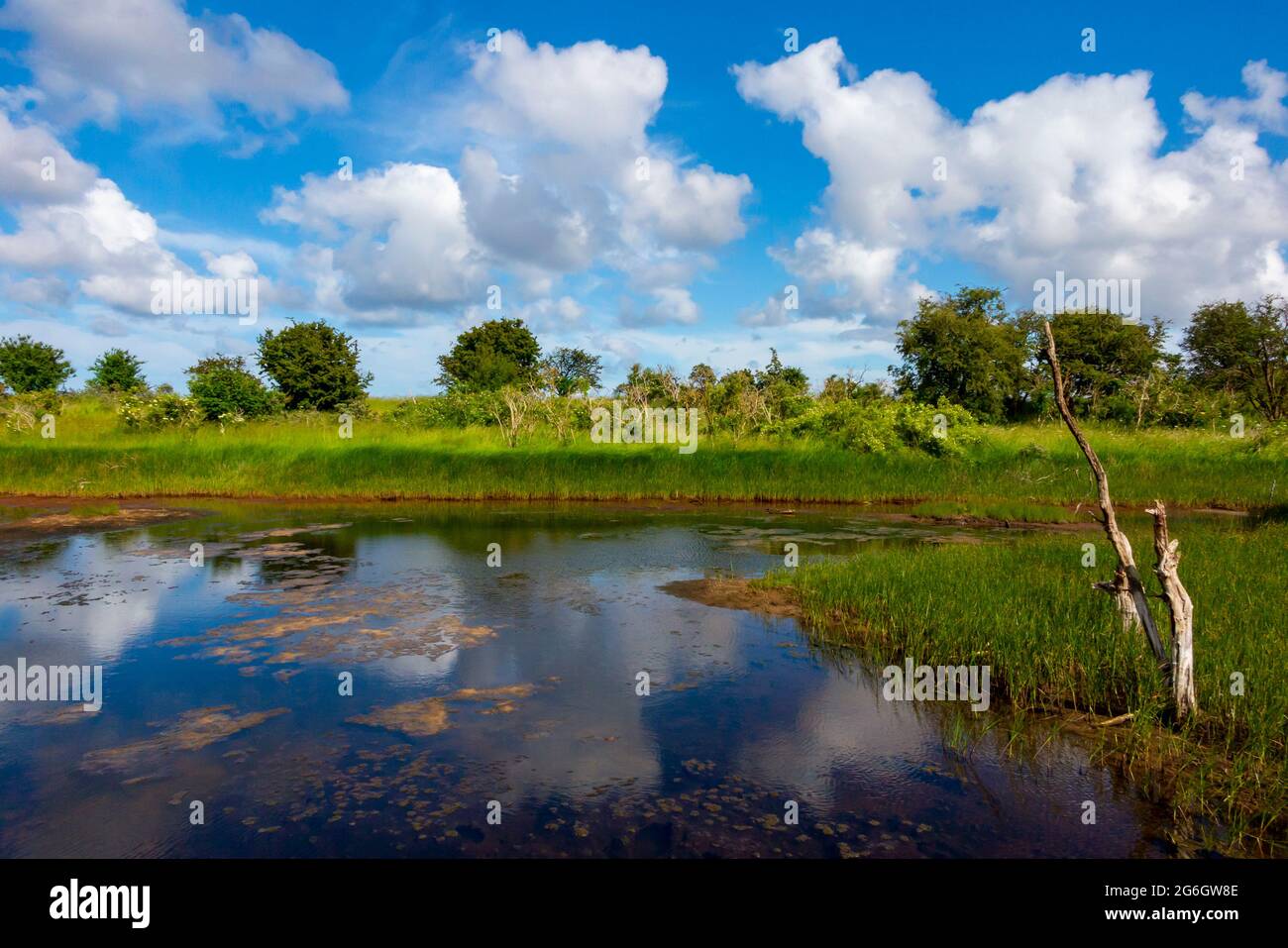 Summer landscape with pond and reflections at Gibraltar Point National Nature Reserve near Skegness Lincolnshire on the east coast of England UK Stock Photo