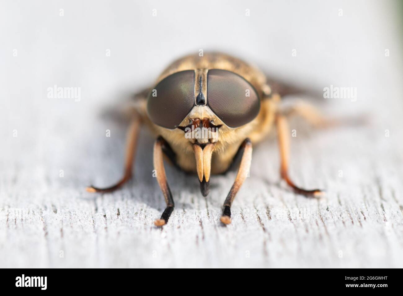 Dark Giant Horse Fly or horsefly (Tabanus sudeticus) female Stirling