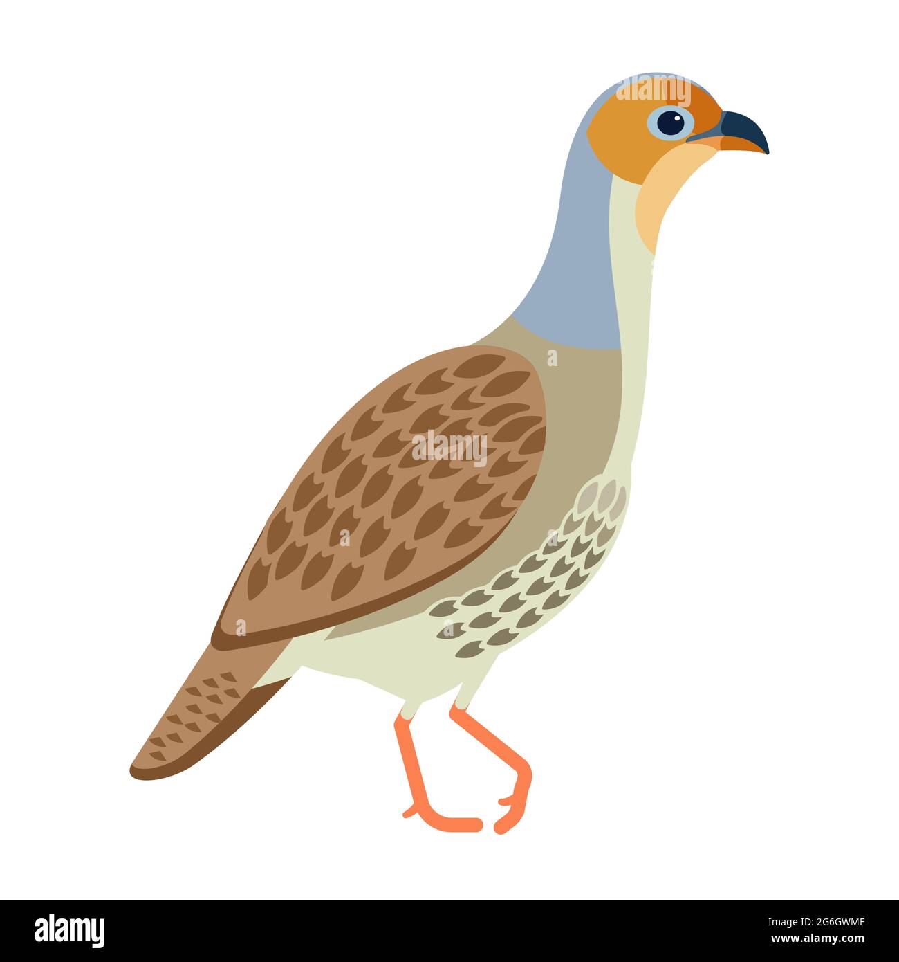 Grey francolin is a species of francolin. Francolinus pondicerianus. Cartoon, flat style character of ornithology, vector illustration isolated on Stock Vector