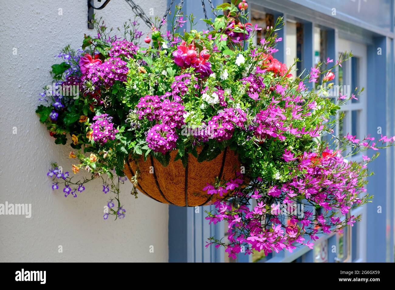 colourful hanging basket outside house, north norfolk, england Stock Photo