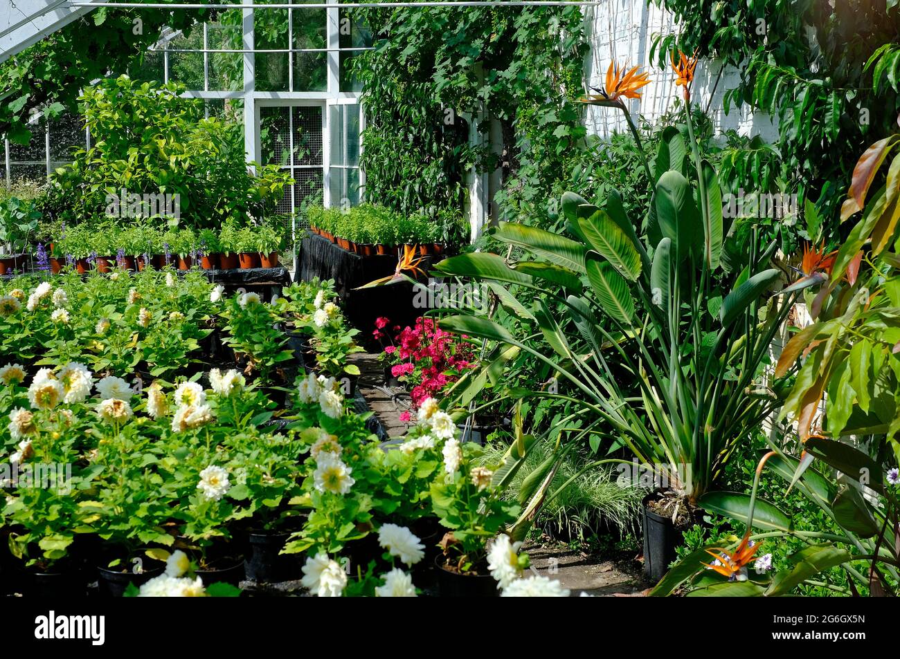 Victorian greenhouse plants hi-res stock photography and images - Alamy