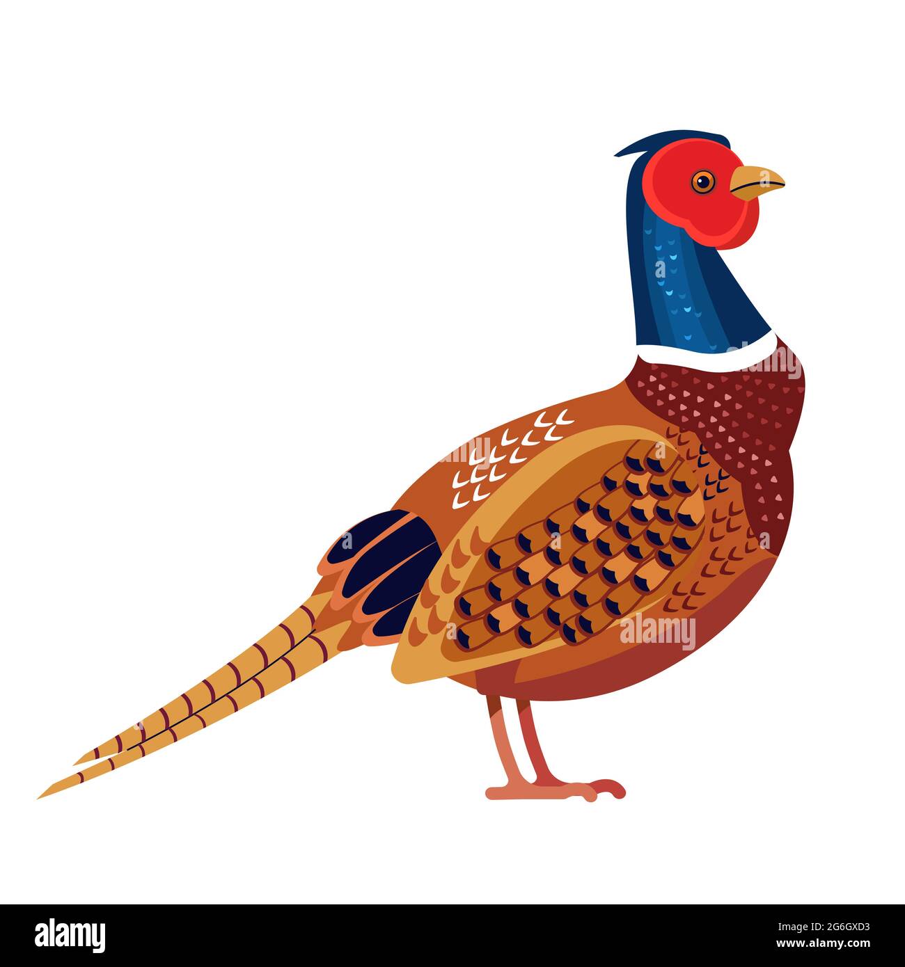 Pheasant is a bird in the family Phasianidae. Phasianus colchicus. Ring necked pheasant Bird Cartoon flat vector illustration isolated on white Stock Vector