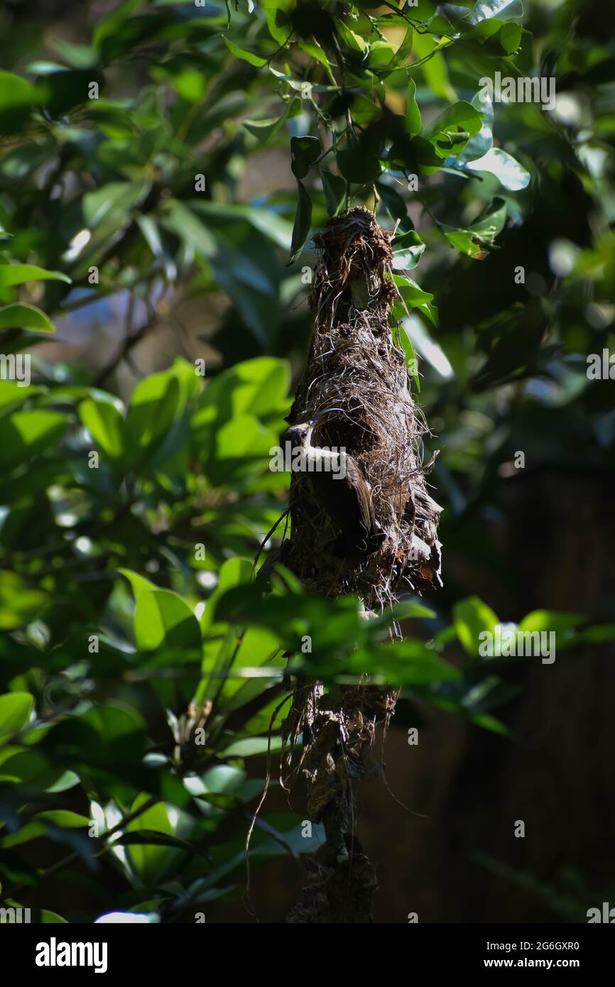 spiderhunter sparrow and it's Nest. Stock Photo