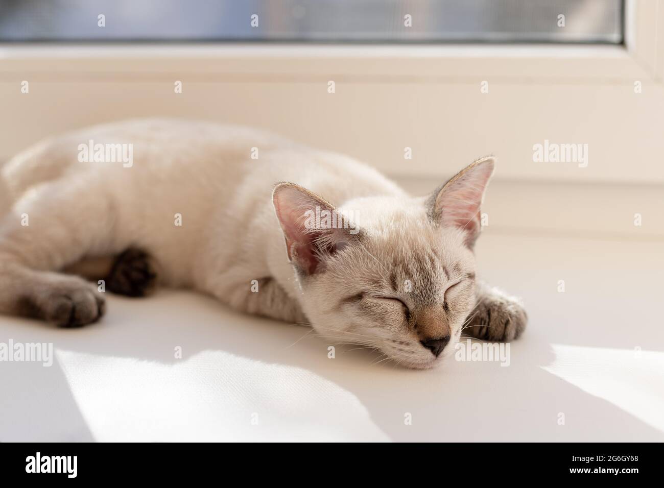 tabby little kitten sleeping on the windowsill Stock Photo