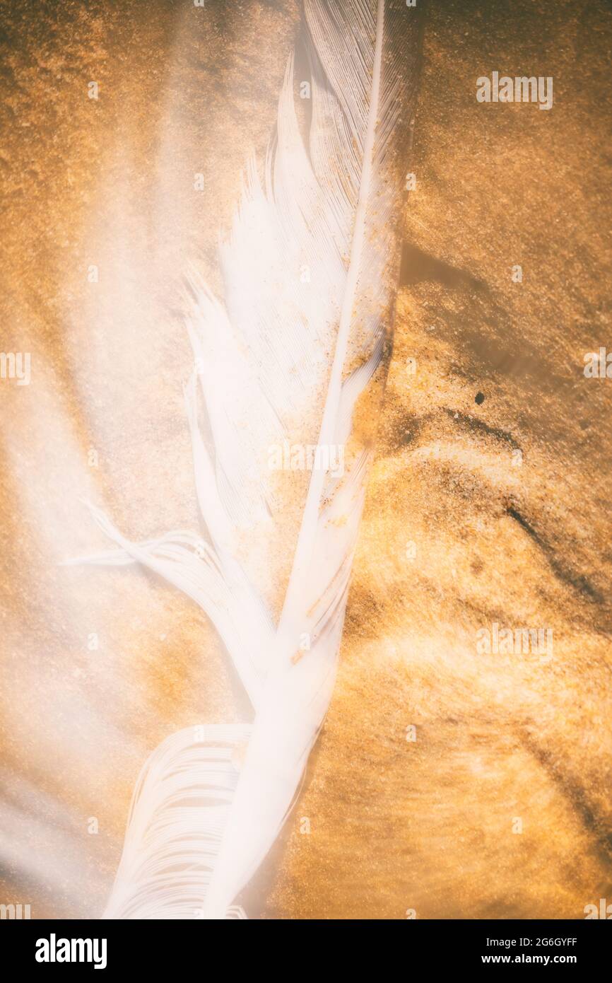 Ethereal Seagull feather on golden sand Stock Photo