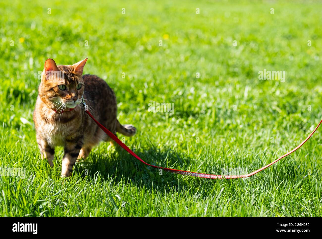 Bengal cat with a leash walking around the yard. Cute cat in harness on