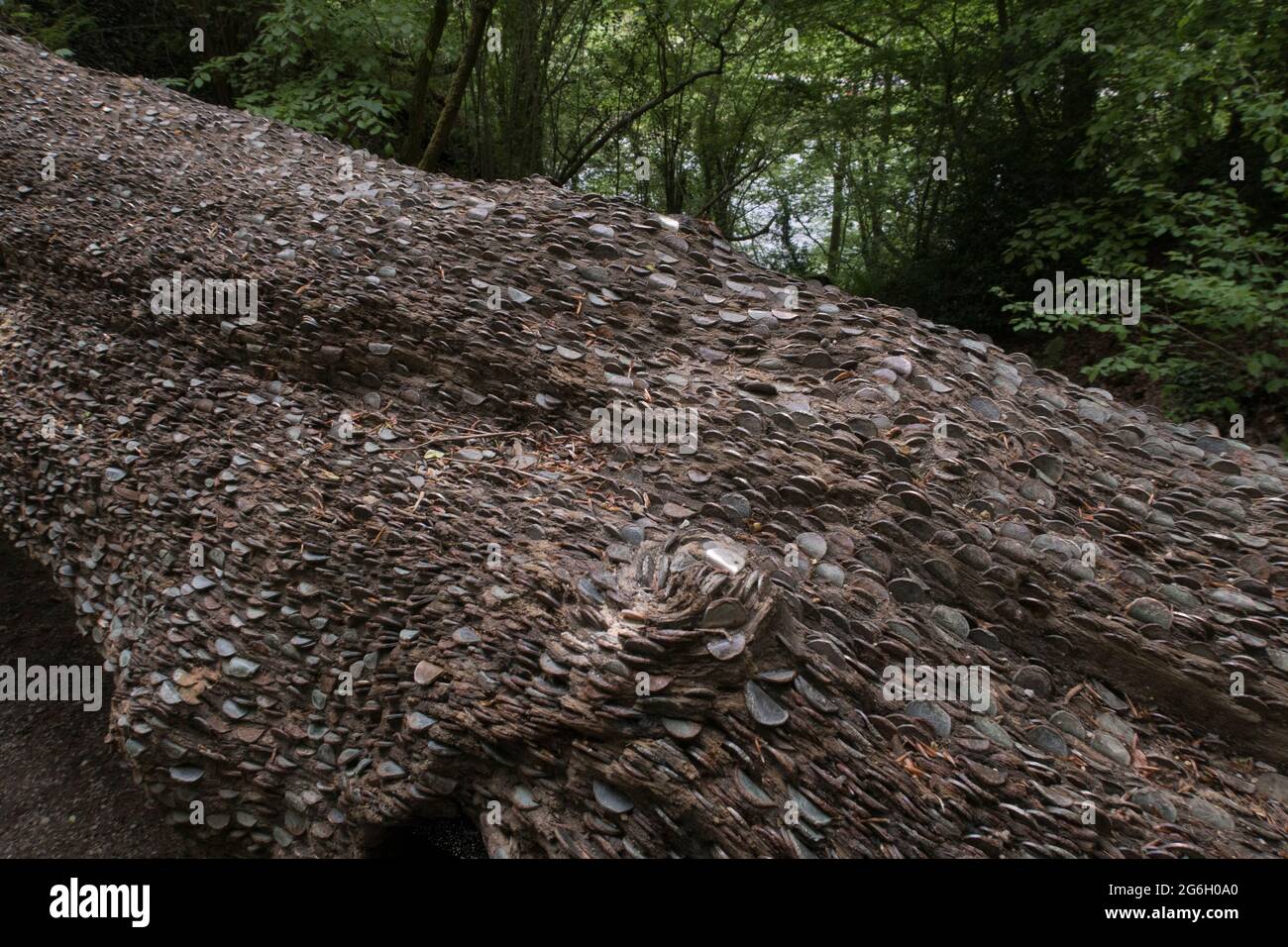 Money tree in the Yorkshire dales Stock Photo