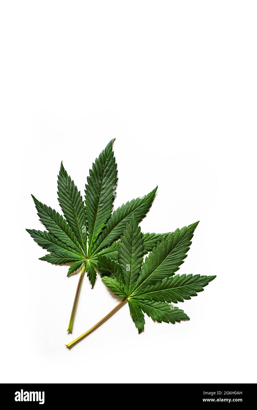 Cannabis sativa leaf, isolated on white. Medical marijuana leaves, ecological hemp plant, close-up, template. Stock Photo