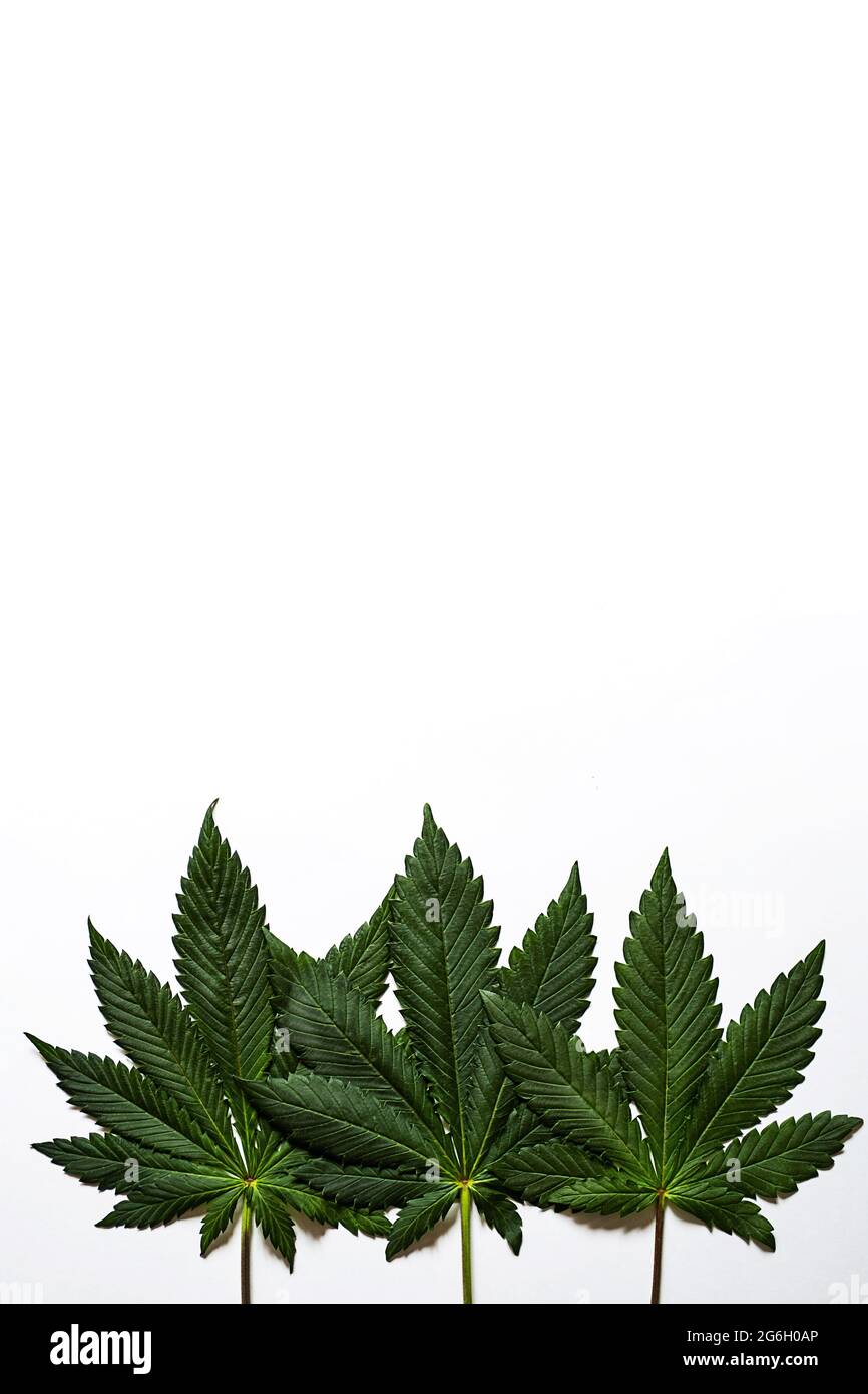 Cannabis sativa leaf, isolated on white. Medical marijuana leaves, ecological hemp plant, close-up, template. Stock Photo