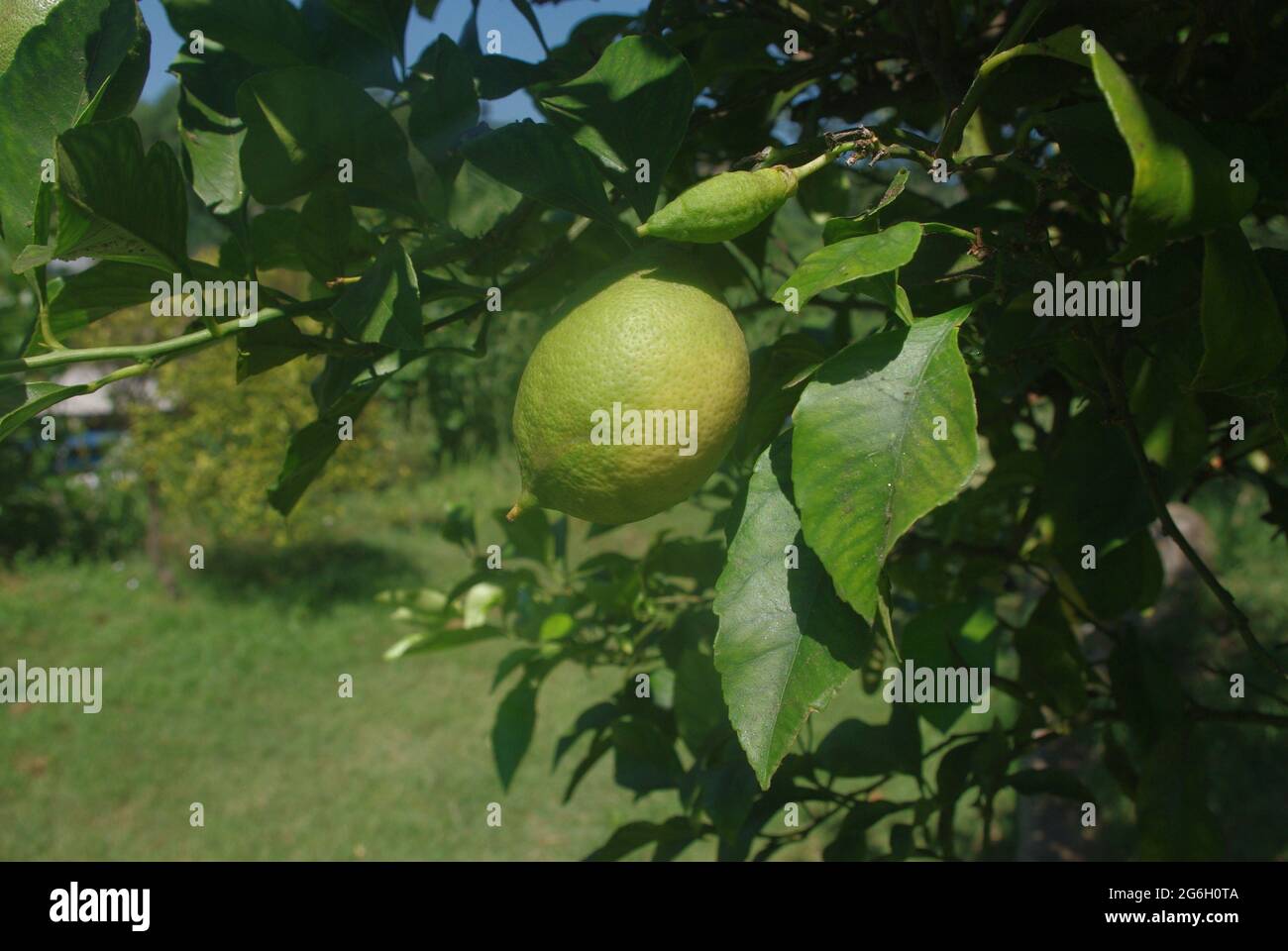 The lemon (Citrus limon) is a species of small evergreen tree in the flowering plant family Rutaceae Stock Photo