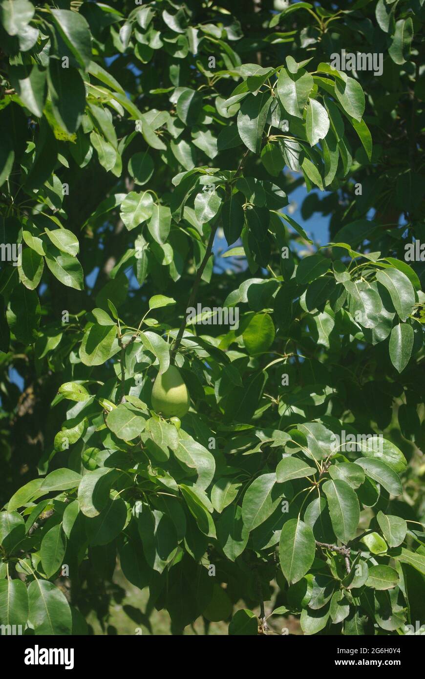 Pyrus nivalis, commonly known as Yellow pear tree Stock Photo