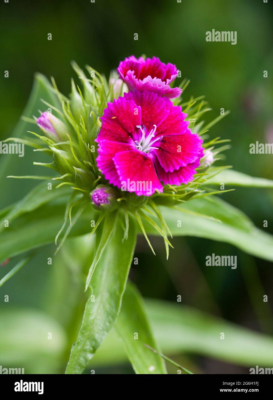 DIANTHUS BARBATUS Sweet William Stock Photo Alamy