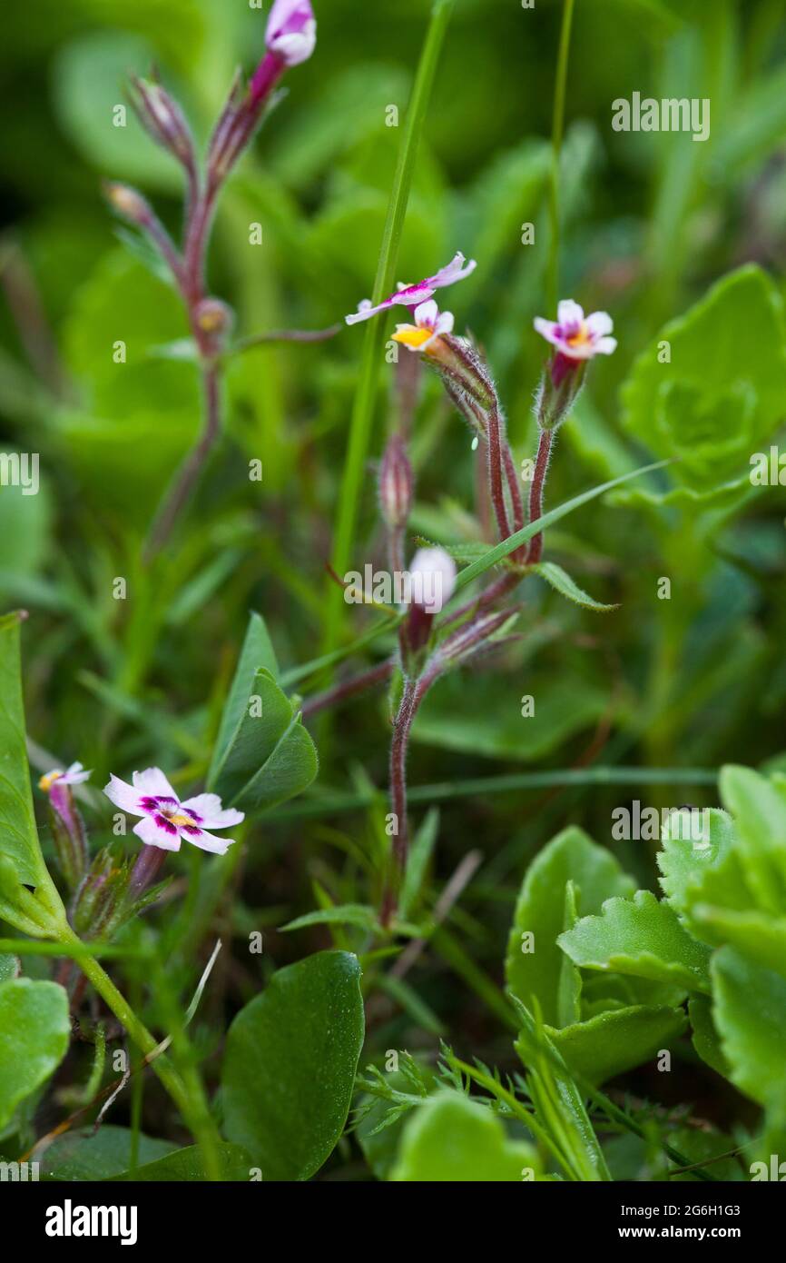 Creeping phlox flowers hires stock photography and images Alamy