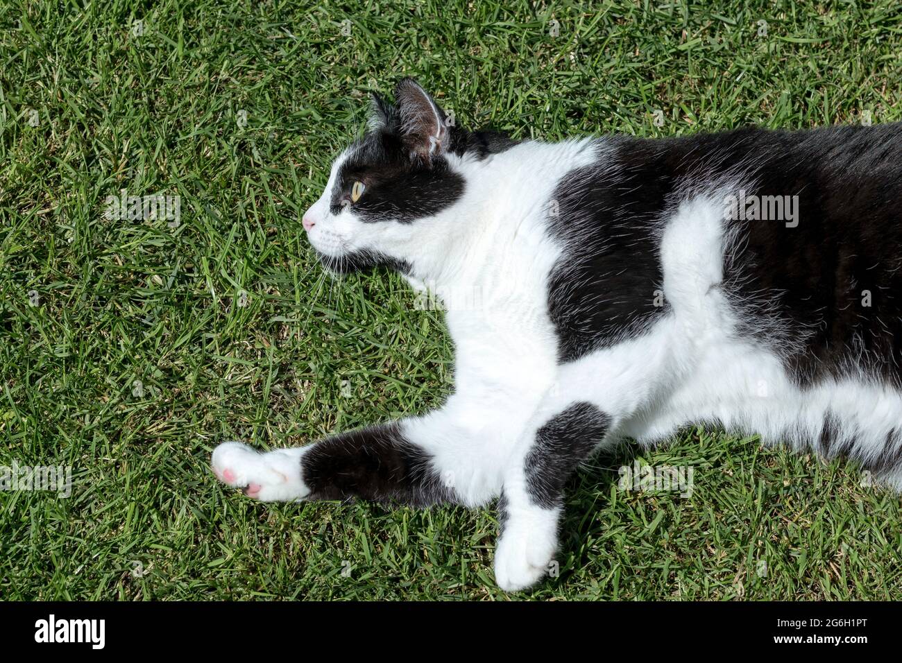 Black and white cat relaxing on the grass at garden Stock Photo - Alamy