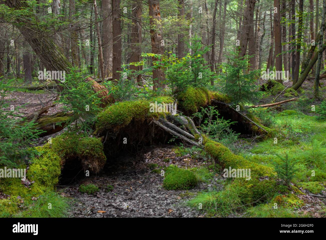 An uprooted eastern hemlock tree, The exposed soil is now creating a seedbed for moss and tree seedling.  It is now known as a 'nurse log'. Stock Photo
