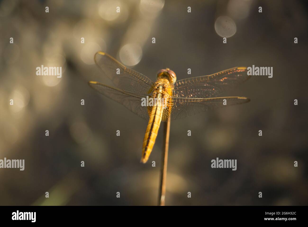 A vertical shot of a blue netwinged insect sitting on a leaf Stock