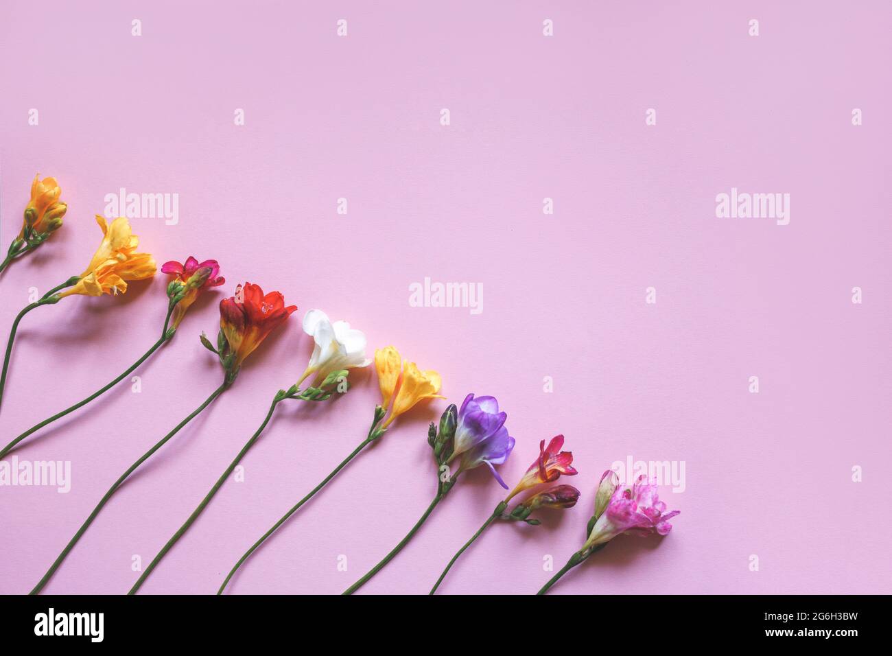 Multicolored freesia flowers on a pink background. Festive beautiful background. Flat lay, flower pattern Stock Photo