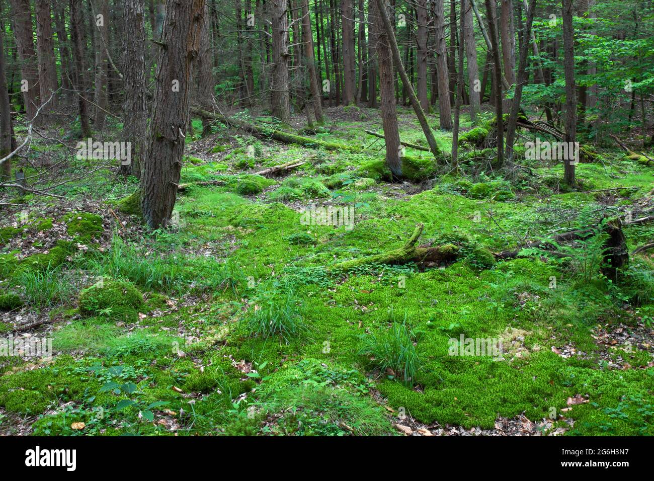 A moist area in an eastern hemlock forest. with sphagnum moss, sedges, and other wetland plants. Stock Photo