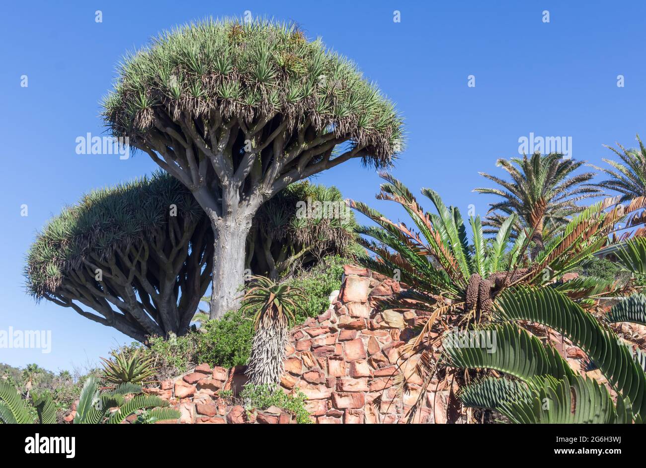 Dragon tree  at Happy Valley in Port Elizabeth, South Africa - Botanical name is Dracena Hookeriana Stock Photo