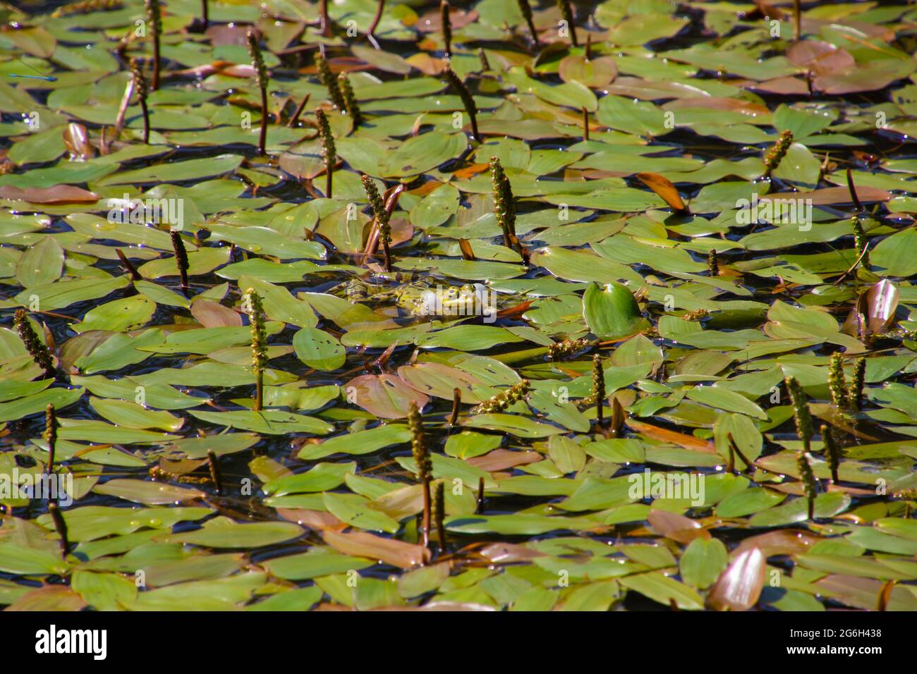 Frog swimming between floating pondweed, also called Potamogeton natans or laichkraut Stock Photo