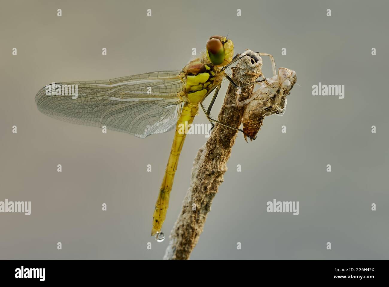 Common darter dragonfly female  with larva, exuvia, close up. Resting on a dry blade of grass in the water. Early morning. Genus Sympetrum striolatum. Stock Photo
