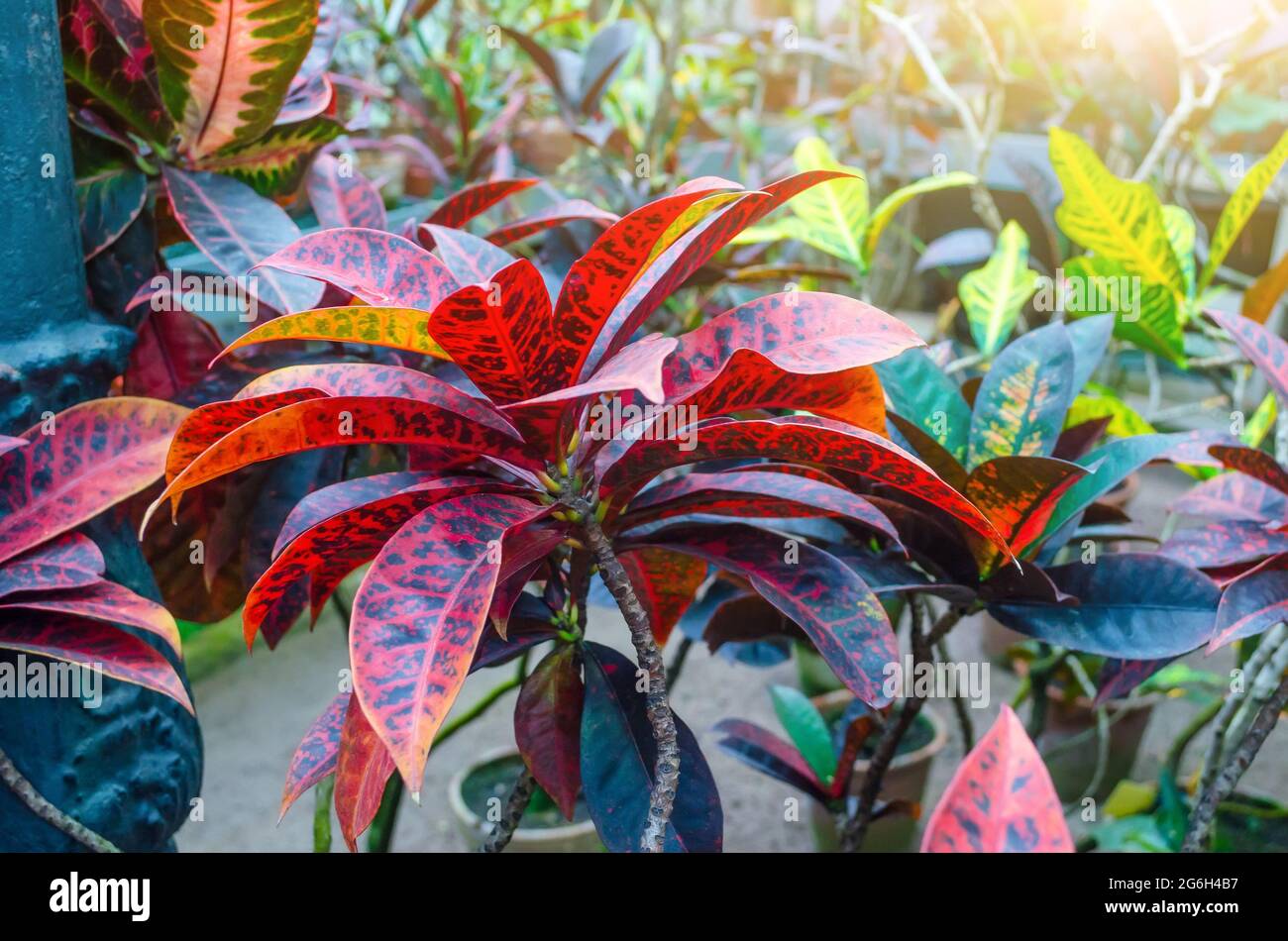 Croton Codiaeum variegatum plants with colorful leaves in tropical ...