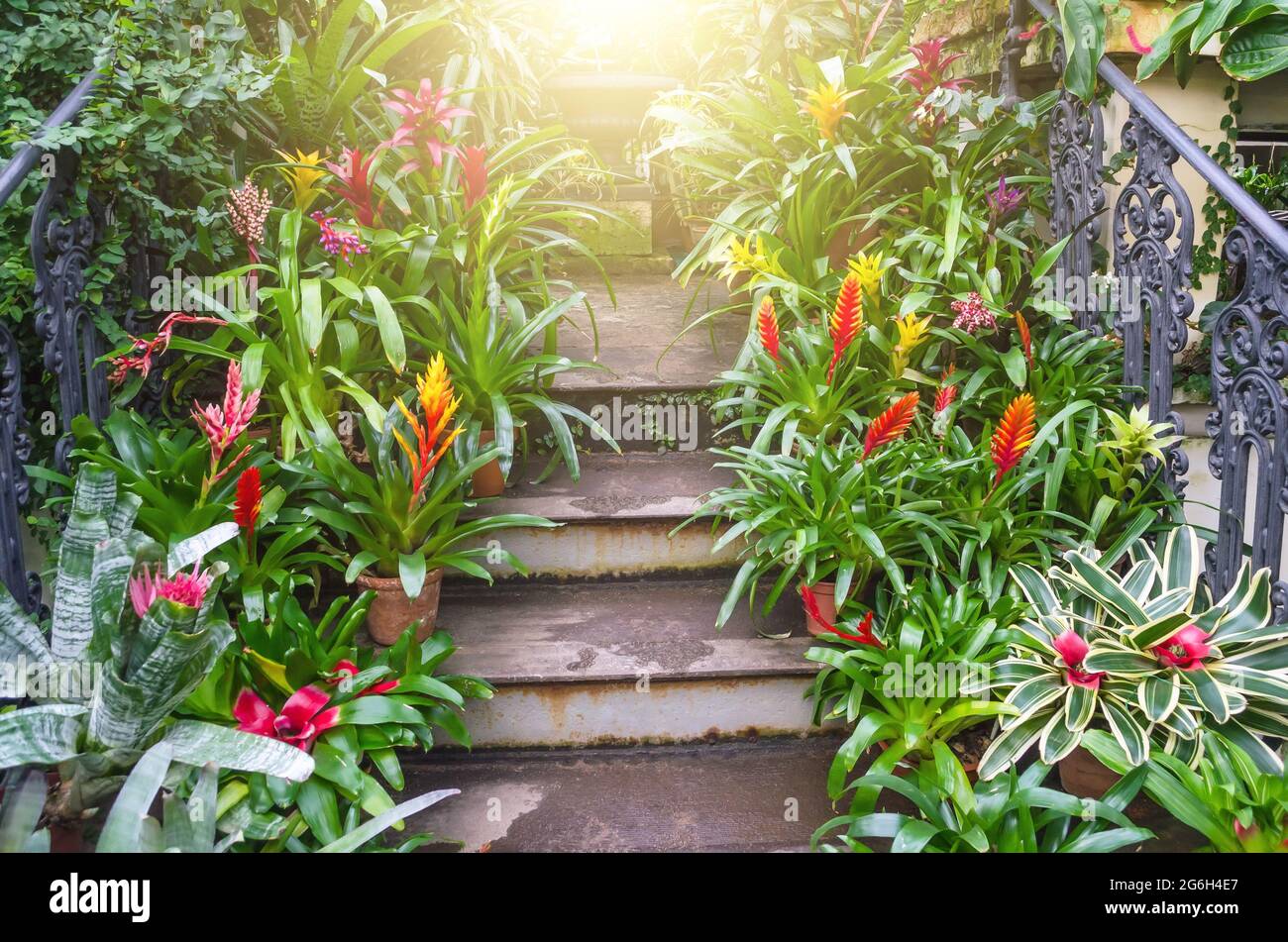 Flowering vriesea plants in pots on the stairs of tropical moist forest Stock Photo