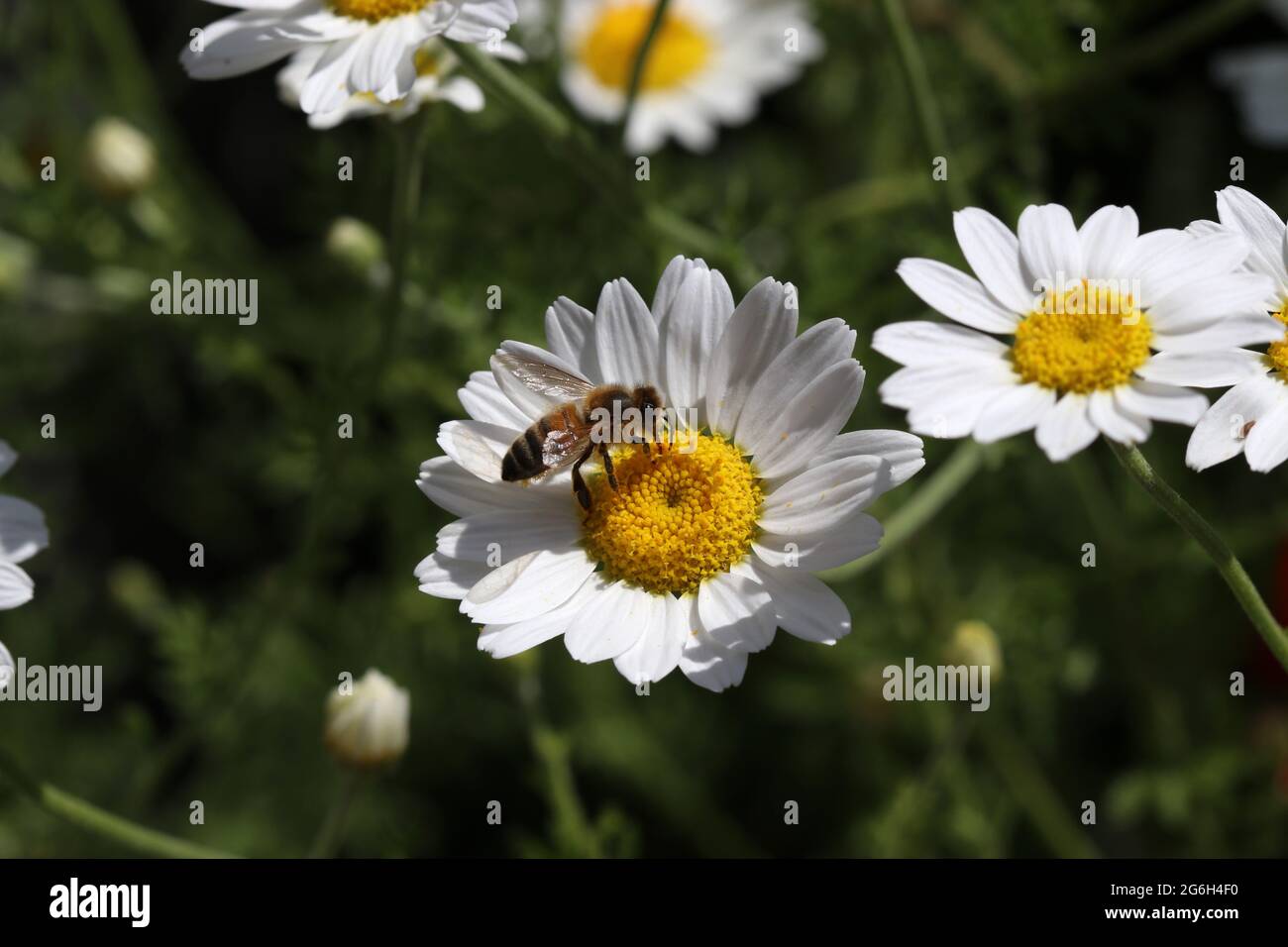 A honey bee gathers nectar from an oxeye daisy on a bright sunny day. Photographed in an English garden in the month of June Stock Photo