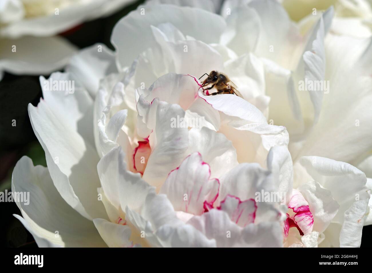 A honey bee struggles to climb out of the giant white ruffled bloom of a Paeonia (peony) Lactiflora (milk white flowers) 'Festiva Maxima' Stock Photo