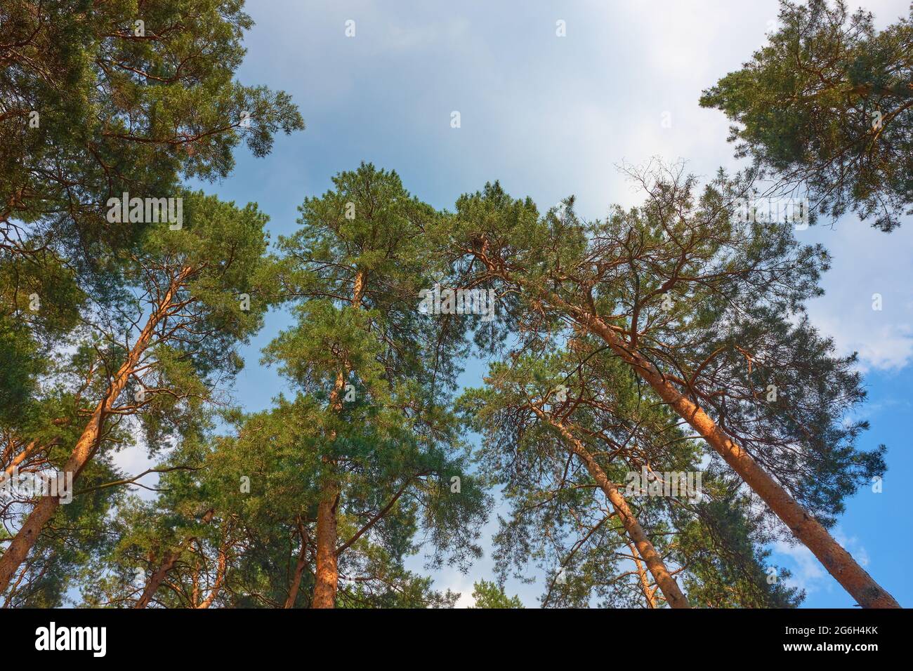 Tops of the pine trees against the blue sky, view from below Stock Photo