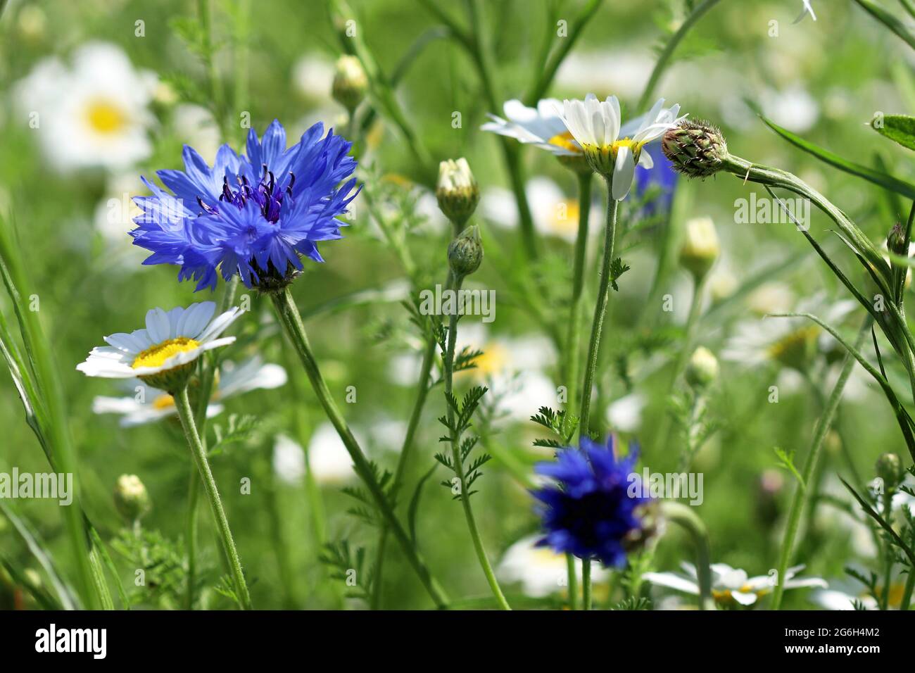 Blue Cornflower Centaurea Cyanus, once considered a weed of grain fields, now a much loved wild flower.  Oxeye daisies can be seen in the background Stock Photo