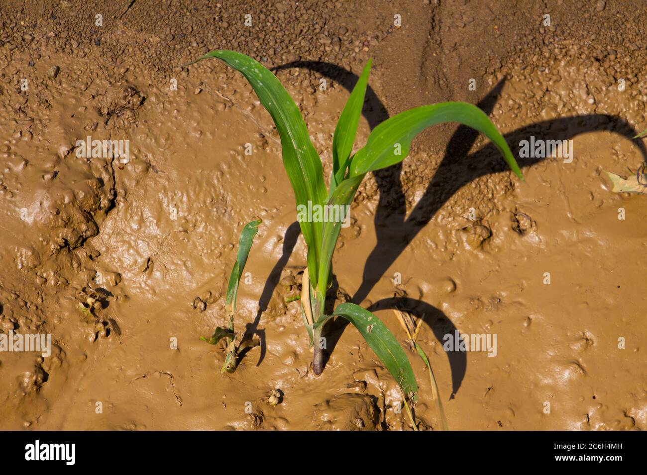 Muddle Corn Young corn seedlings in the mud Stock Photo - Alamy