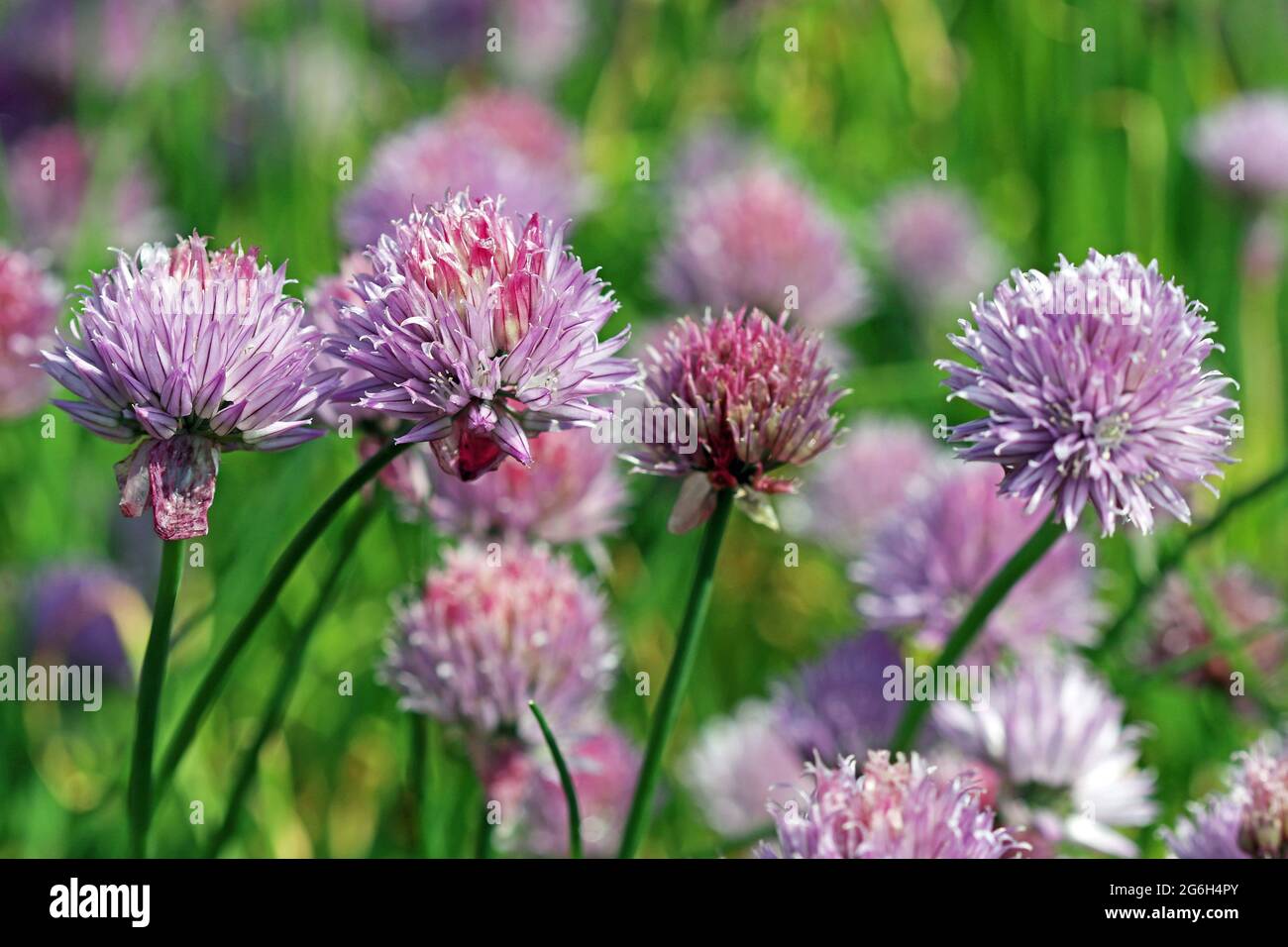 A group of flowering chives (Allium Schoenoprasum); small lavender allium which have wide culinary uses.  Photographed in an English garden in June Stock Photo