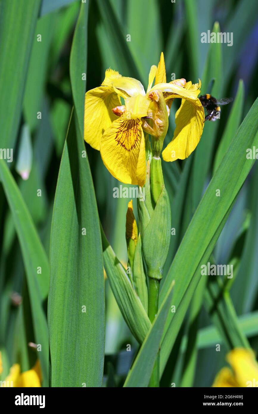 A buff-tailed bumblebee at work on a Yellow Iris surrounded by grey-green sword-like leaves.  Photographed by a pond in England in June Stock Photo
