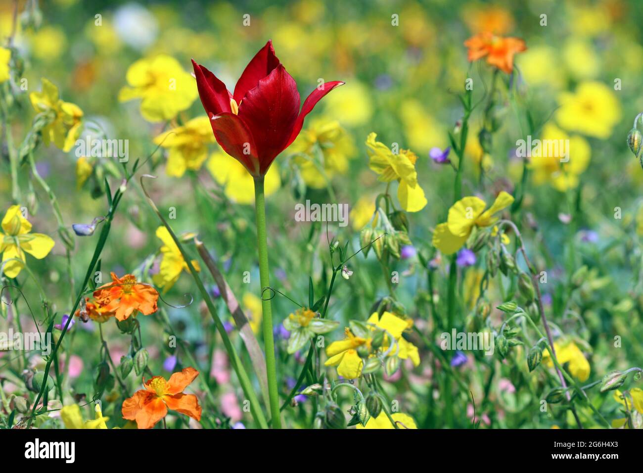 Bright red Tulipa Sprengeri stands amongst yellow and orange Helianthemum piliferum in bright sunshine.  Photographed in Kew Gardens in June. Stock Photo