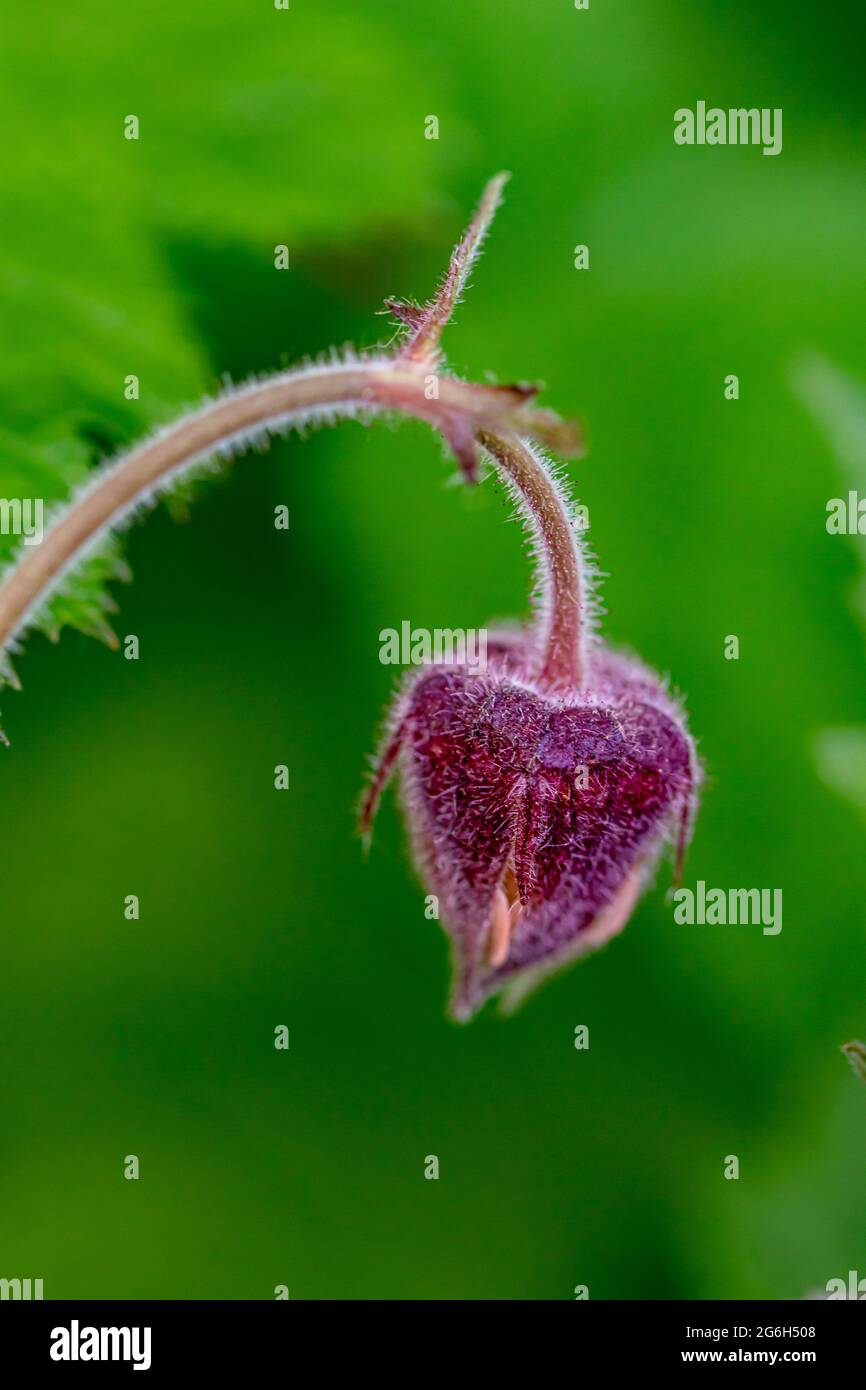 Geum rivale flower growing in forest, close up Stock Photo