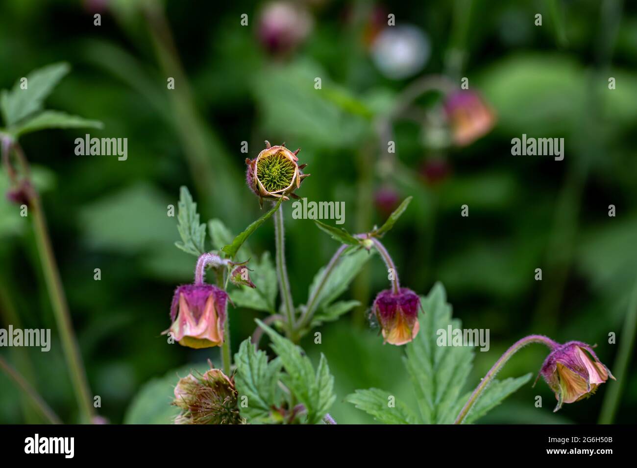 Geum rivale flower growing in forest, close up shoot Stock Photo